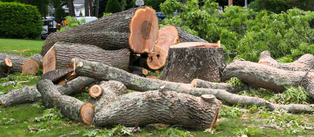 Best Tree Preservation Services  in Cuero, TX