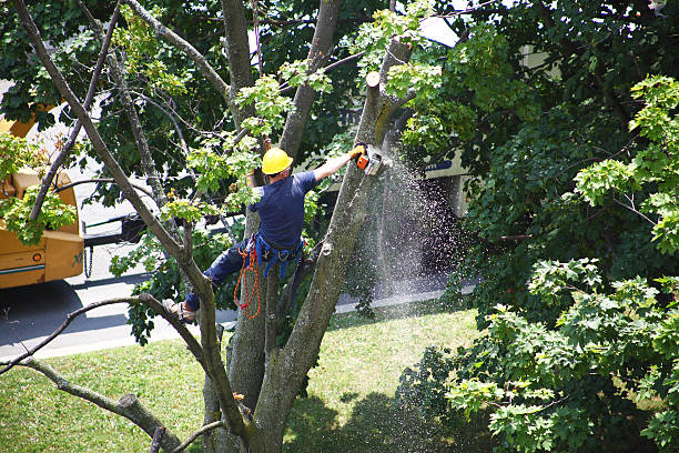 Best Emergency Tree Removal  in Cuero, TX